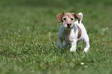 JACK RUSSEL 067